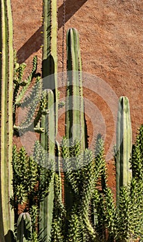 cactus plant in sunny day