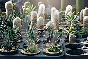 cactus plant at sunries