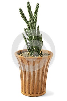 A cactus plant in terracotta pot on white background