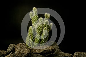 Cactus plant with their defensive thorns and water storage capabilities living in dry areas and tropical climates