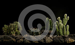 Cactus plant with their defensive thorns and water storage capabilities living in dry areas and tropical climates