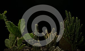 Cactus plant with their defensive thorns and water storage capabilities living in dry areas and tropical climates