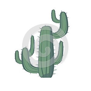 Cactus plant vector image, cartoon cactuses illustration, cacti tree isolated on white background