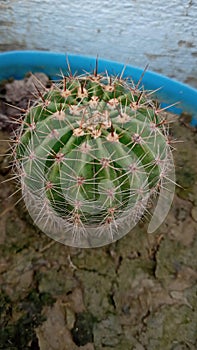 It is circular cactus plant. It is found in desert. But I grow it in my home. photo