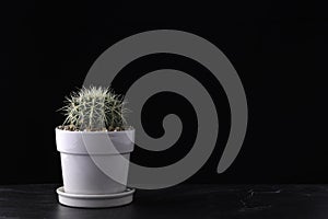 Cactus plant in white ceramic potted on retro dark wooden desk on black wall with minimal style. Home room indoor interior design