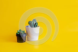 Cactus plant in a White pot and indoor plant green succulent in a black pot on a yellow background, front view, place to