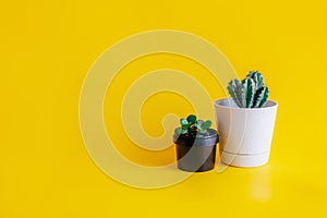 Cactus plant in a White pot and indoor plant green succulent in a black pot on a yellow background, front view, place to copy