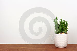 Cactus plant in a white pot on wood shelf against a white wall