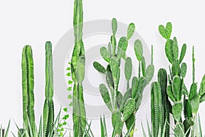 Cactus plant on white wall in modern home interior green botany decoration nature background