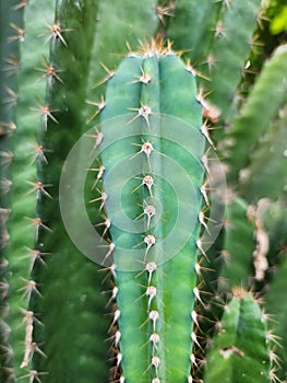 Cactus Plantae at Garden