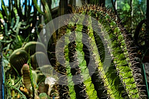 Cactus plantation in a large green house in the botanical garden. Succulents