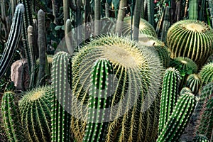 Cactus plantation in large green house in the botanical garden. Succulents.