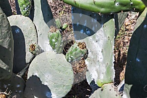 Cactus plantation to raise the cochineal photo