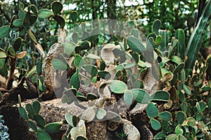 Cactus planted in botanical garden