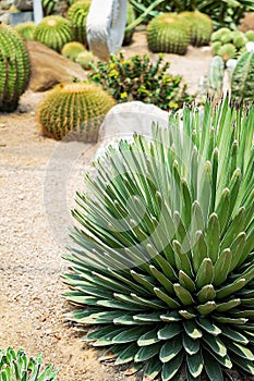Cactus planted in a botanical garden