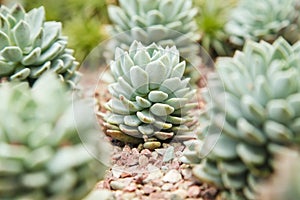 Cactus planted in a botanical garden in Singapore