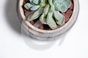 Cactus planted in glass jar with rocks and gravel on top