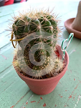 Cactus Planted in small pots
