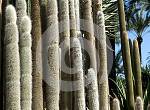 Cactus plants