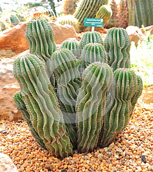 Cactus plants