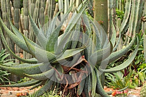 Cactus plants