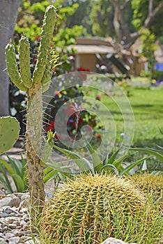 Cactus plants in an arid desert garden
