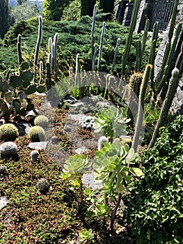 Cactus plants in the botanical garden on Mainau island in Constance lake