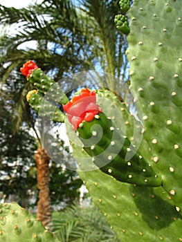 Cactus plants with bright red flower