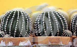 Cactus plants in ceramic pots