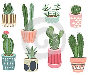 Cactus Plants Collections