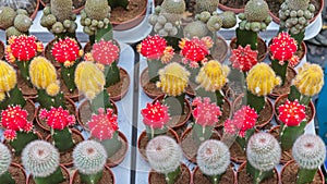 Cactus Plants