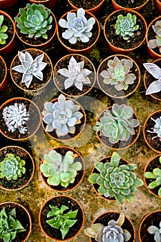 Cactus plants come in a number of varieties and shapes.