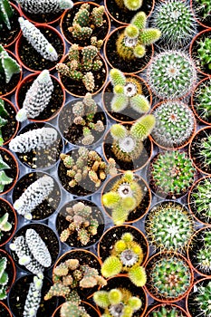 Cactus plants come in a number of varieties and shapes.