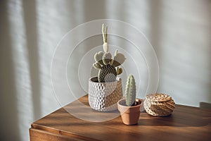Cactus Plants decoration