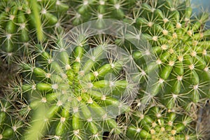 Cactus plants family cactaceae photo