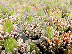 Cactus plants farm field selective focus photo