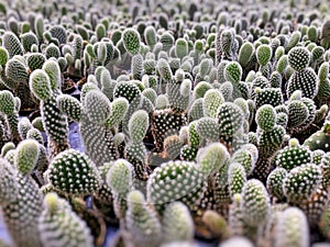 Cactus plants farm field selective focus photo