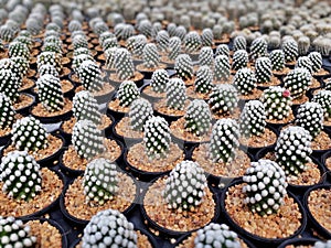 Cactus plants farm field selective focus photo