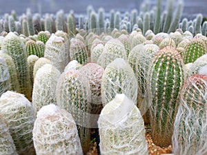 Cactus plants farm field selective focus photo