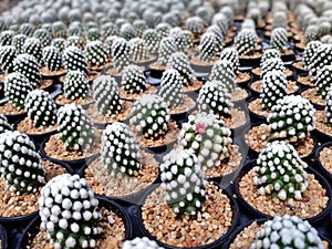 Cactus plants farm field selective focus photo