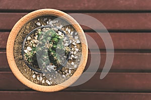 Cactus plants in flower pot.