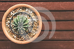 Cactus plants in flower pot.