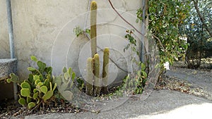 Cactus plants in full bloom along a wall of an old house.