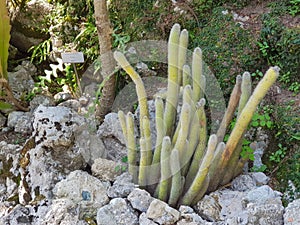 Cactus plants in the gardens of Villa Carlotta, lake Como, Italy.
