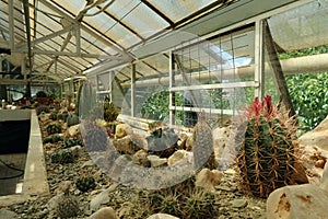 Cactus plants in greenhouse interior