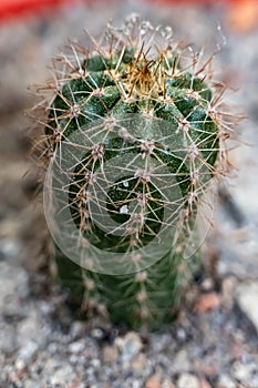 Cactus plants in the house garden. It is the genus name of Cactus and the species name of Ferocactus pilosus