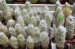 Cactus plants in little pots