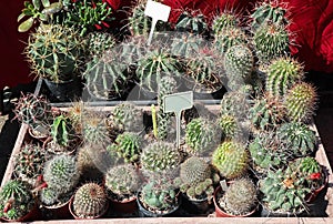 Cactus plants in little pots