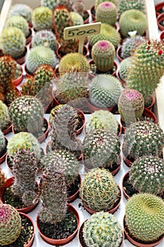 Cactus plants in little pots