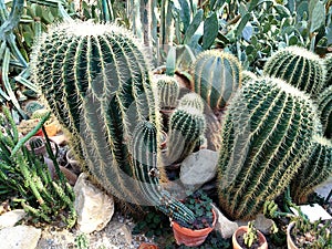 Cactus plants at the local botanical garden